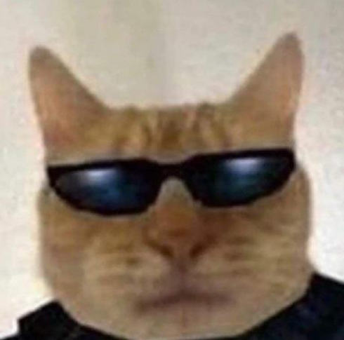 Enhanced cat photo with adjusted brightness and contrast