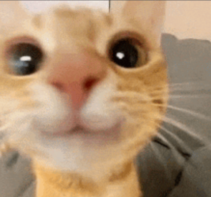 Cat before and after image adjustment